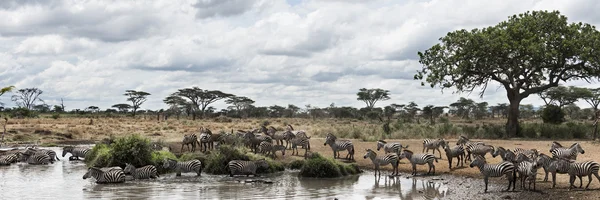 Stádo zeber odpočívá říční, Serengeti, Tanzanie, Afrika — Stock fotografie