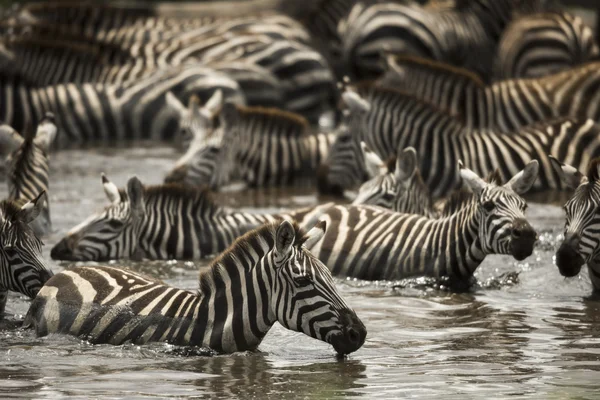 Zebras ruhen in einem Fluss, Serengeti, Tansania, Afrika — Stockfoto
