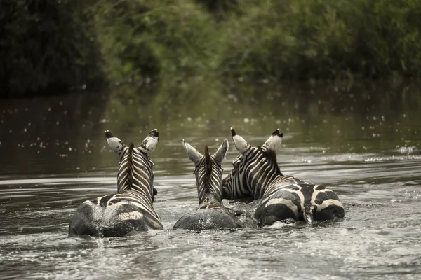Cebras descansando en un río, Serengeti, Tanzania, África — Foto de Stock