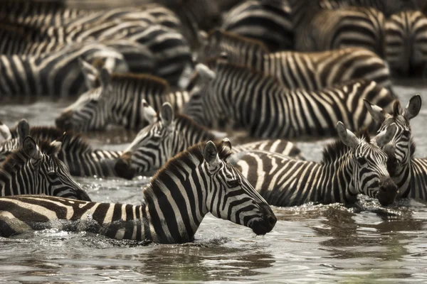 Zebra's rust in een rivier, Serengeti, Tanzania, Afrika — Stockfoto