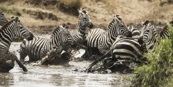 Zebry, letící v Africe řeka, Serengeti, Tanzanie, — Stock fotografie
