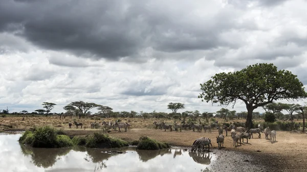 Manada de zebras descansando junto a um rio, Serengeti, Tanzânia, África — Fotografia de Stock