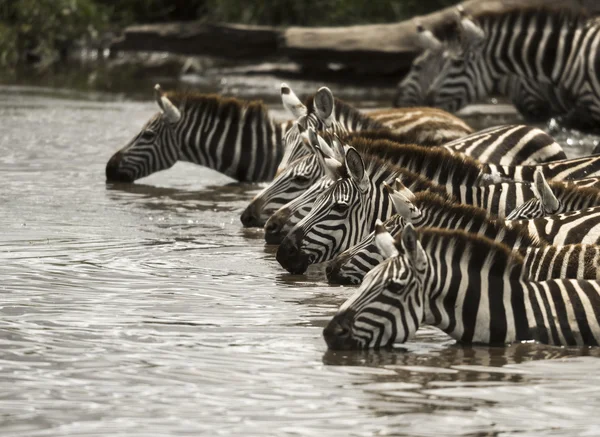 Beber cebra en el río, Serengeti, Tanzania, África — Foto de Stock