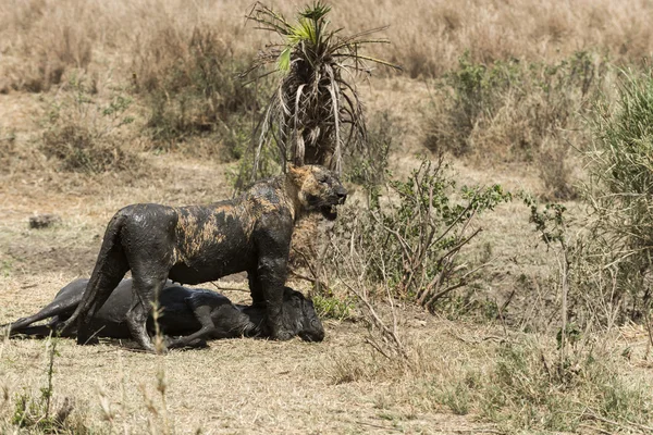 Špinavý lvice stojí vedle své kořisti, Serengeti, Tanzanie, Af — Stock fotografie