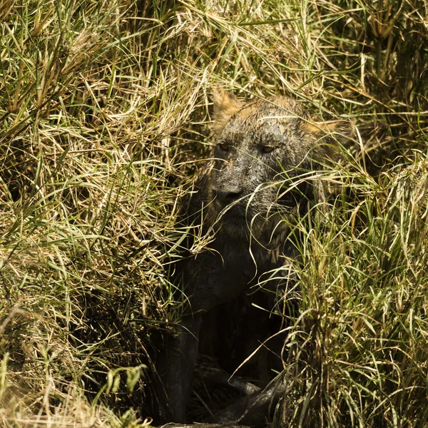 Schmutzige Löwin versteckt sich im Busch, Serengeti, Tansania, Afrika — Stockfoto