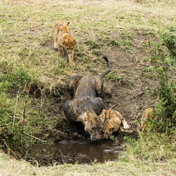 汚い雌ライオンとカブスを飲んで、セレンゲティ、タンザニア、アフリカ — ストック写真