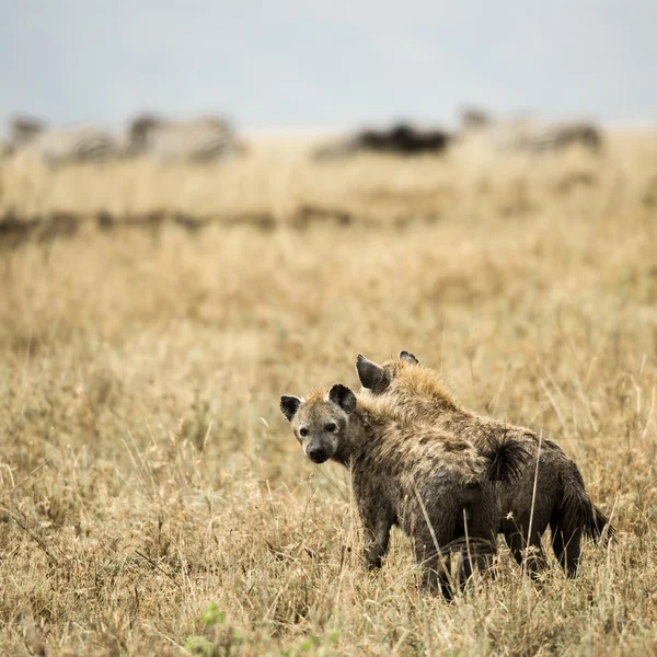 Dos hyneas de pie, Serengeti, Tanzania, África — Foto de Stock