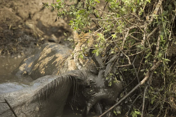 Lwica trzymając jego zdobycz w błotniste rzeki, Serengeti, Tanzania, — Zdjęcie stockowe