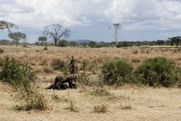 Smutsiga lejoninna står bredvid sitt byte, Serengeti, Tanzania, Af — Stockfoto