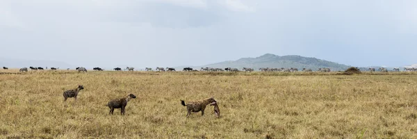 Hyena segurando uma presa, Serengeti, Tanzânia, África — Fotografia de Stock