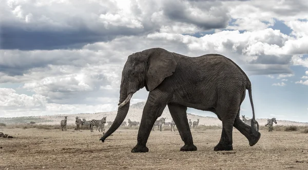 Elephant walking — Stock Photo, Image