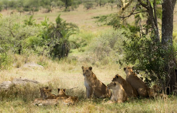 Orgulho de leões descansando — Fotografia de Stock