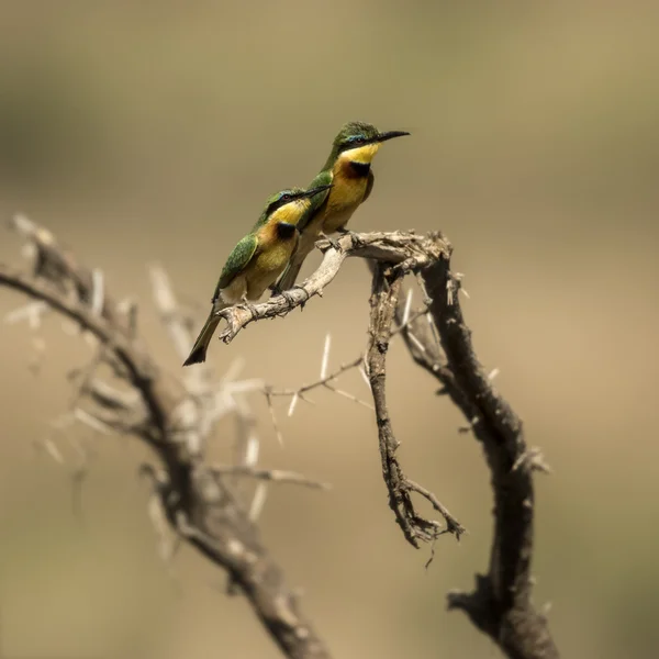 Two Little bee-eaters perched on a branch, Serengeti, Tanzania, — Stock Photo, Image
