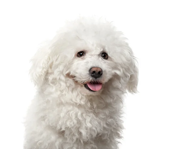 Maltees (4 jaar oude) voor een witte achtergrond — Stockfoto