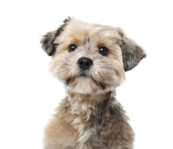 Crossbreed  (1 year old) in front of a white background — Stock Photo, Image