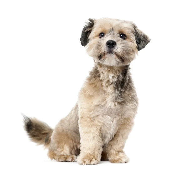 Crossbreed  (1 year old) in front of a white background — Stock Photo, Image