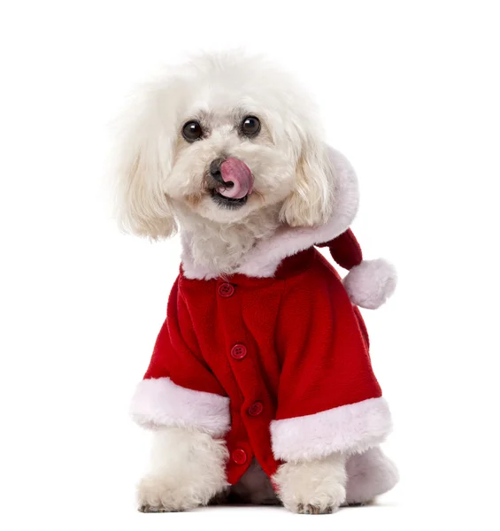 Poodle vestindo um casaco de Papai Noel (11 anos) na frente de um b branco — Fotografia de Stock