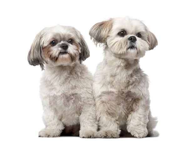 Two Shih Tzus in front of a white background — Stock Photo, Image