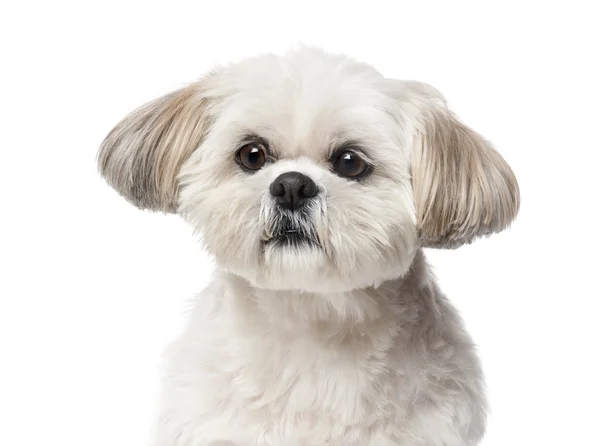 Shih Tzu (4 years old) in front of a white background — Stock Photo, Image