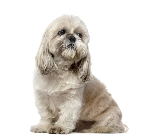 Shih Tzu (5 anos ) — Fotografia de Stock