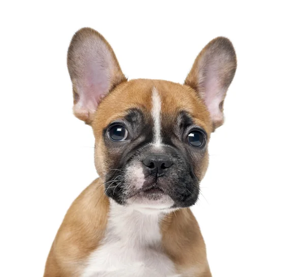 French bulldog puppy in front of a white background — Stock Photo, Image