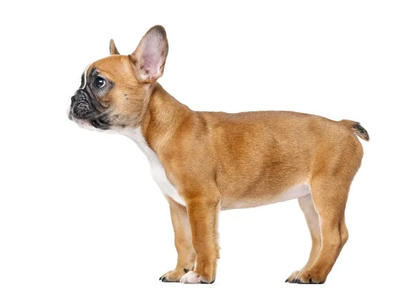 Francese Bulldog cucciolo di fronte a uno sfondo bianco — Foto Stock