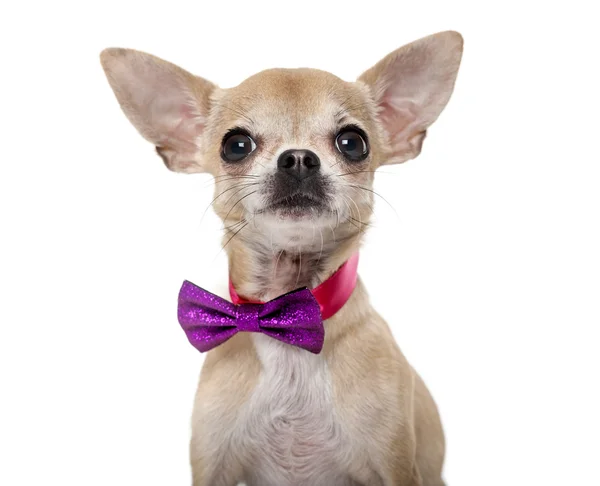 Chihuahua bär en fluga framför en vit bakgrund — Stockfoto