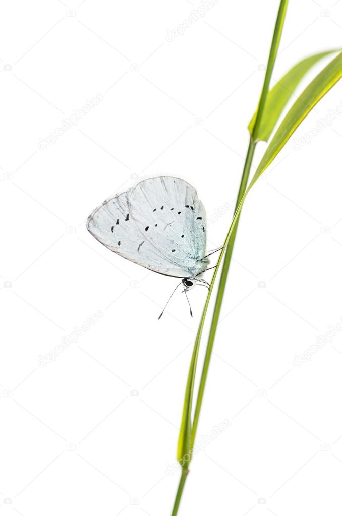 holly blue, Celastrina argiolus, on a blade of grass in front of
