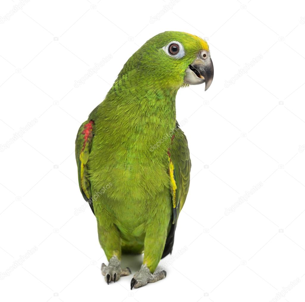 yellow-crowned amazon, Amazona ochrocephala, in front of a white