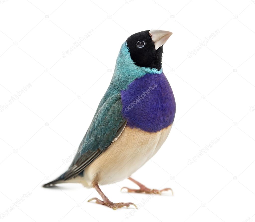 Gouldian Finch, Erythrura gouldiae, in front of a white backgrou