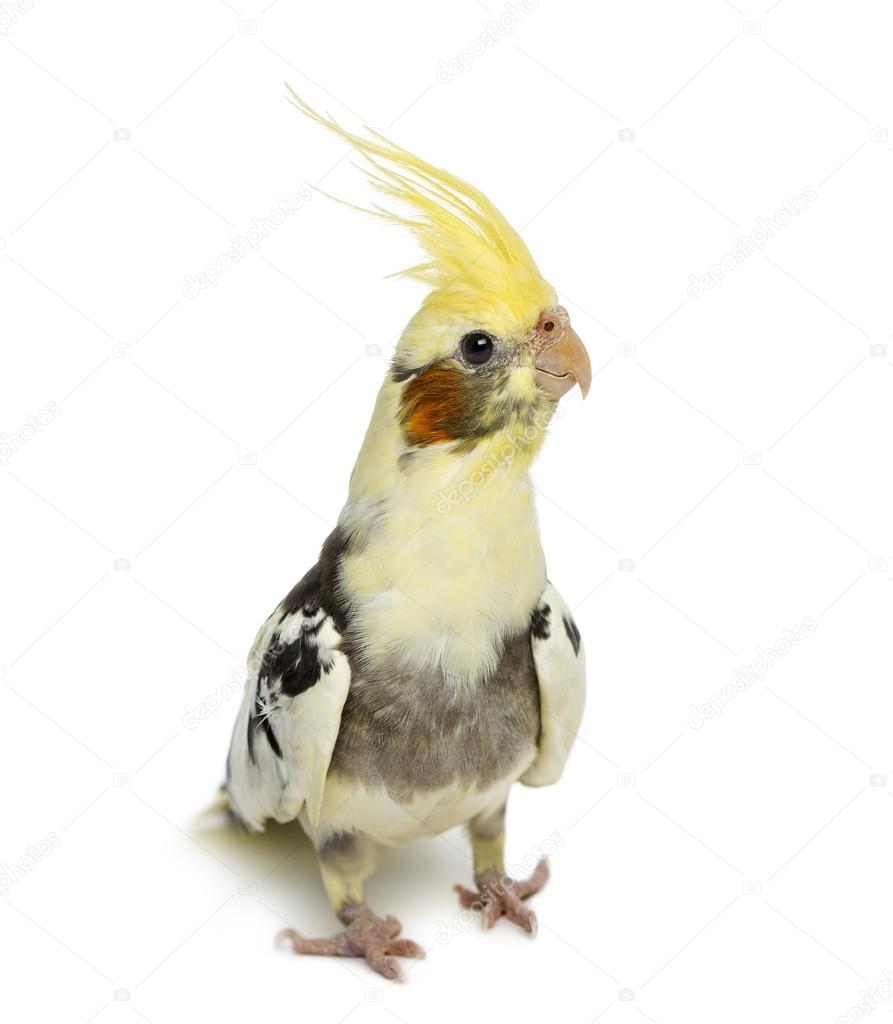 cockatiel, Nymphicus hollandicus, in front of a white background