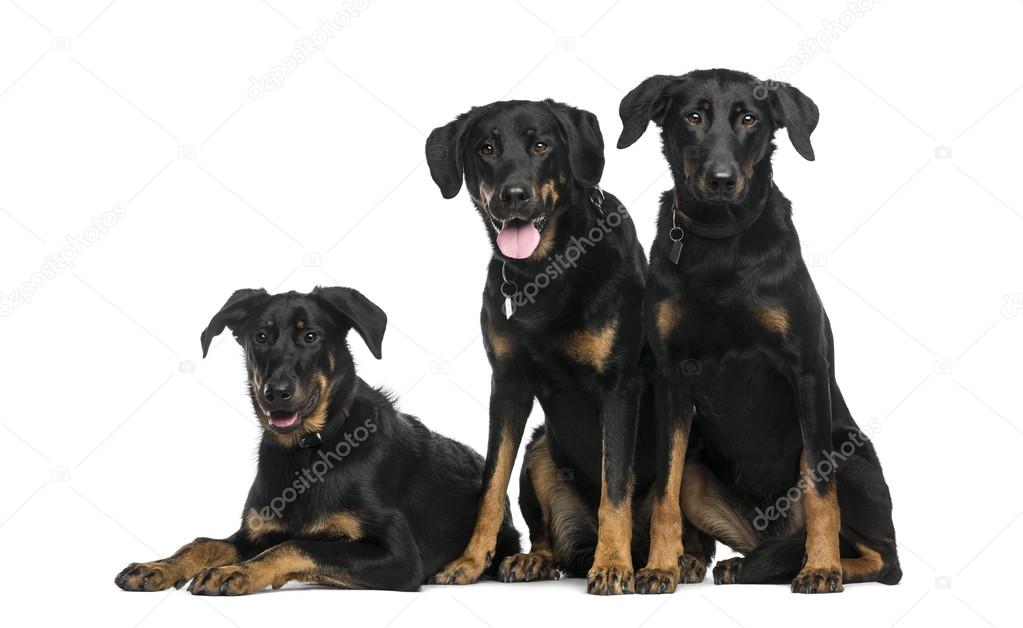 Three Beaucerons sitting and lying in front of a white backgroun