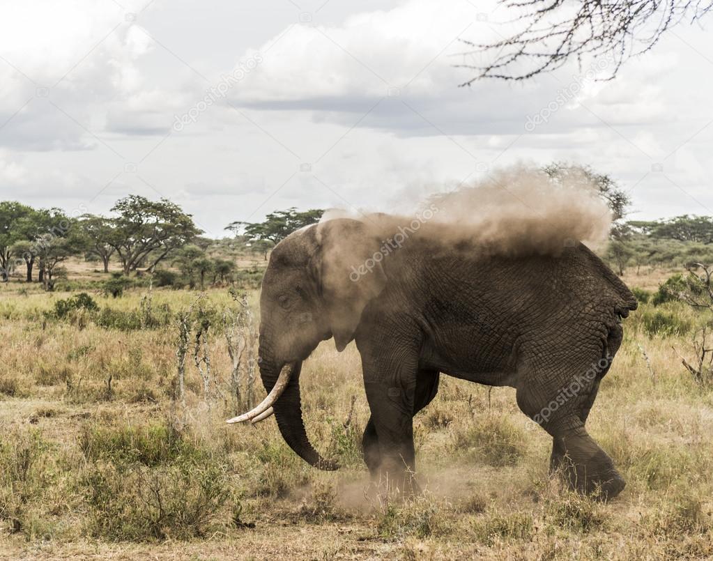 Elephant dust bathing, Serengeti, Tanzania, Africa