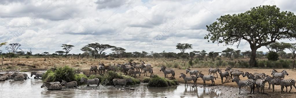 Herd of zebras resting by a river, Serengeti, Tanzania, Africa