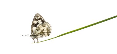 Bir bıçak çimen önünde mermer beyaz, Melanargia galathea