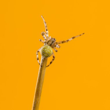 Avrupa Bahçe örümcek, bir bıçak çimen Araneus diadematus 