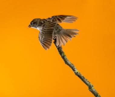 House Sparrow, Passer domesticus, bir dalda önünde o tünemiş.