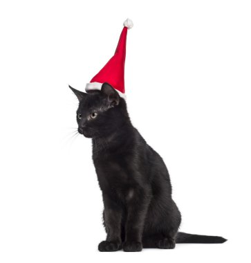 Siyah yavru kedi oturma ve önünde beyaz bir Noel Baba şapkası giyiyor