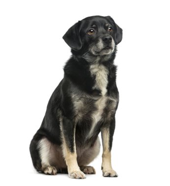 Karışık-breed (5 yaşında) beyaz arka plan önünde
