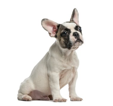 Beyaz bir arka plan önünde Fransız Bulldog (3 aylık)