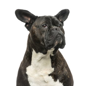 Beyaz bir arka plan önünde crossbreed