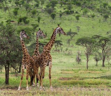 Zürafa, Serengeti, Tanzanya, Afrika sürüsü
