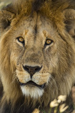 Bir aslan, Serengeti, Tanzanya, Afrika'nın yakın çekim