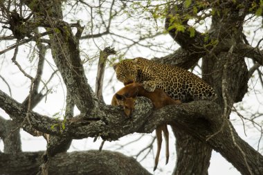 Onun hayvanın avı, Serengeti, Tanzanya, Afrika ile bir ağaçta leopar