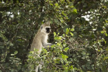 Vervet maymun, bir ağaçta, Serengeti, Ta Chlorocebus pygerythrus