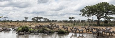 Bir nehir, Serengeti, Tanzanya, Afrika ile dinlenme zebralar sürüsü