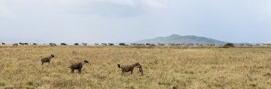 Sırtlan av, Serengeti, Tanzanya, Afrika holding