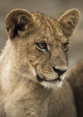 Yakın çekim genç aslan, Serengeti, Tanzanya, Afrika