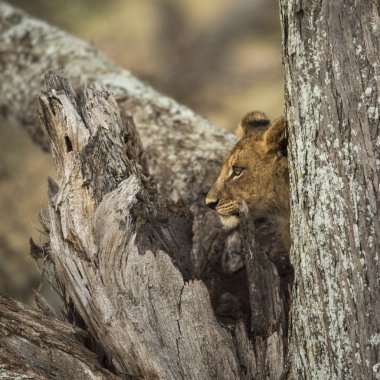Genç aslan duran bir gövde