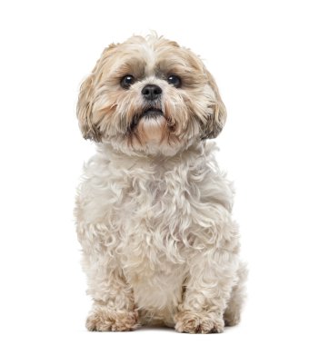 Beyaz arka plan önünde Shih Tzu (7 yaşında)